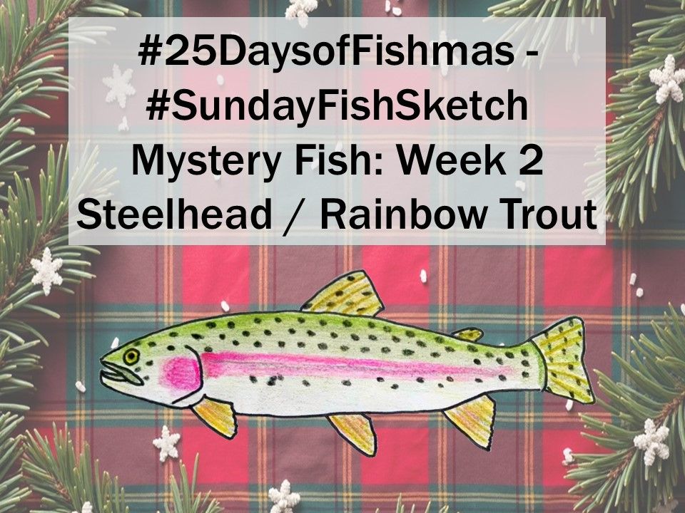 A sketch of a rainbow trout