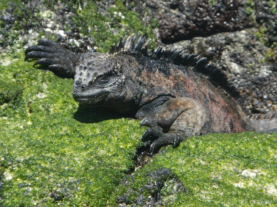 A marine iguana on algae-covered rocks
