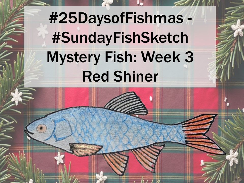 A sketch of a red shiner