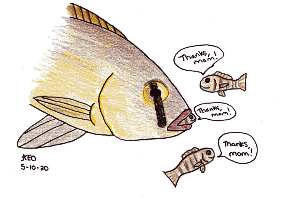 A sketch of a mouth-brooding cichlid with her three baby fish