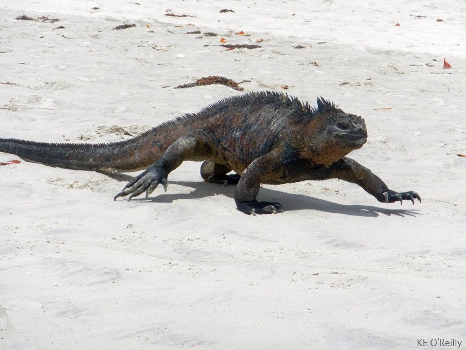 A marine iguana walks along the sand