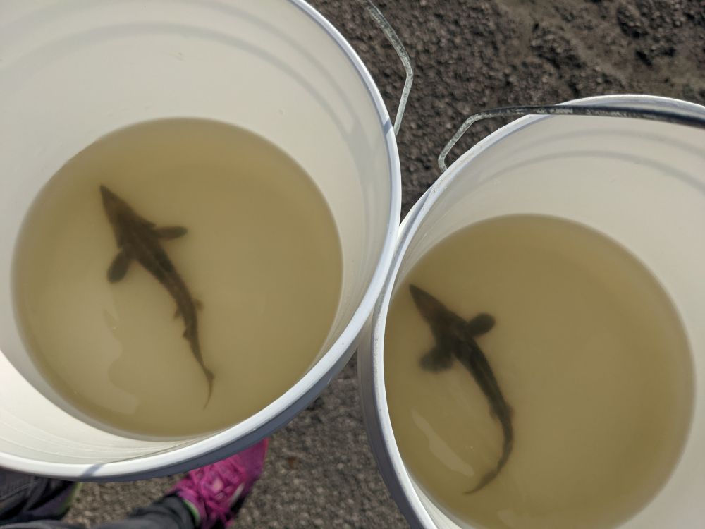 Two juvenile lake sturgeon in buckets before being released into the Maumee River
