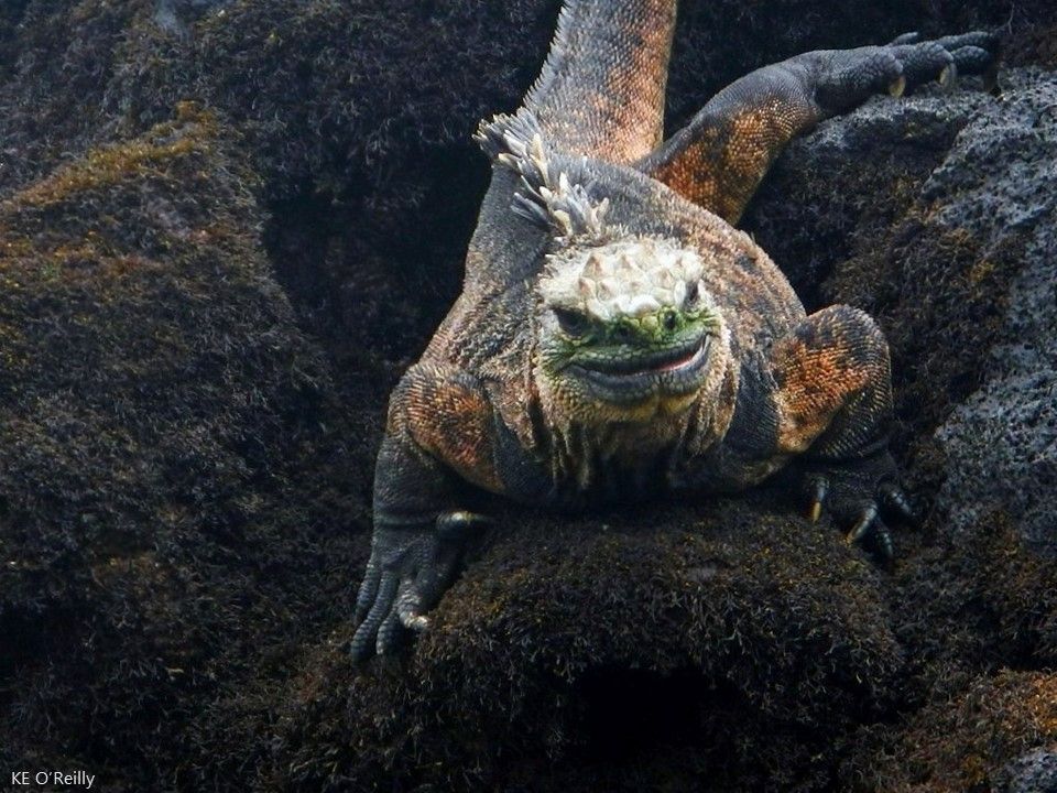 A marine iguana on black lava rocks