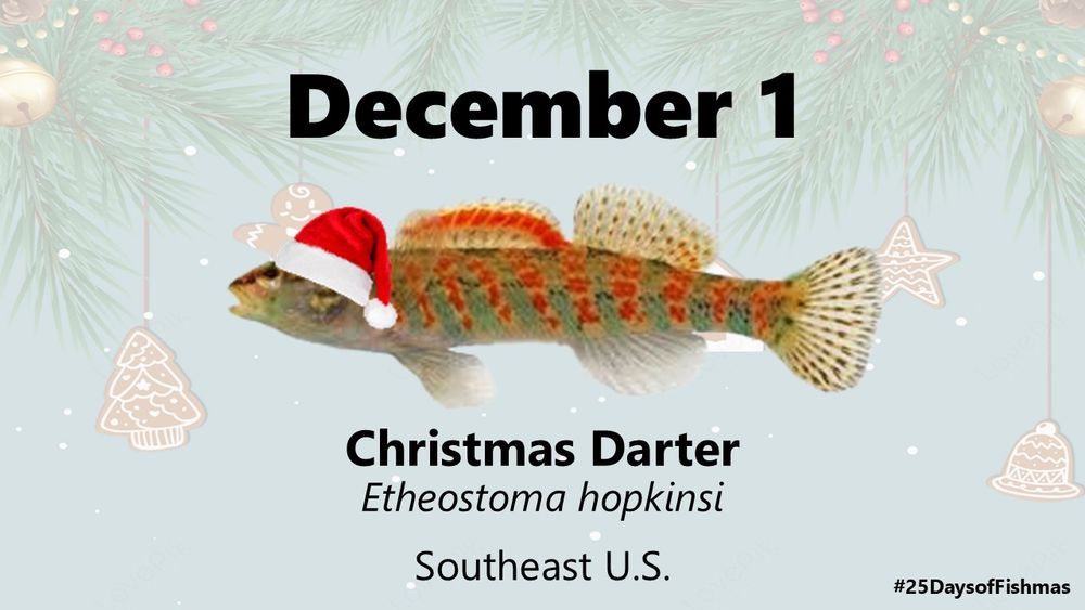A Christmas darter wearing a Santa hat for Day 1 of #25DaysofFishmas