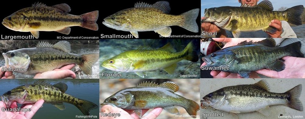 A collage of photos showing some of the diversity of black bass species