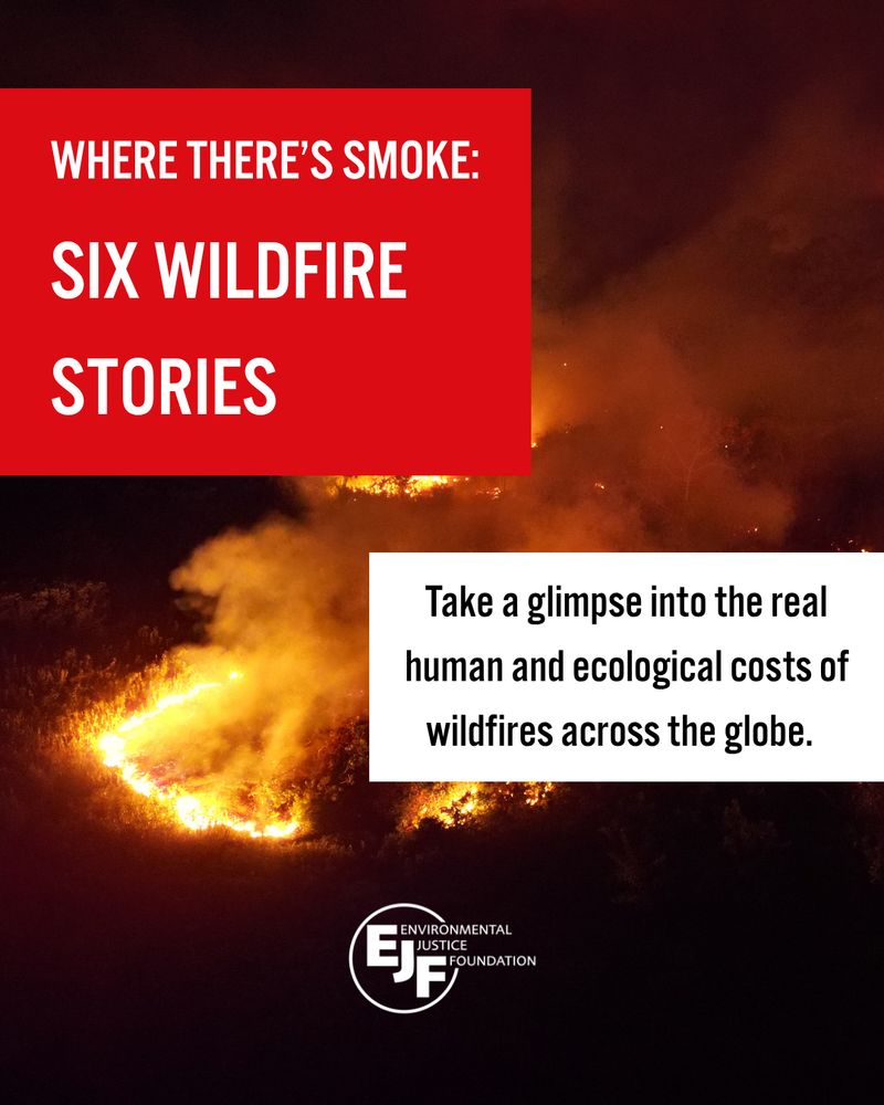 Where there's smoke: six wildfire stories

Take a glimpse into the real human and ecological costs of wildfires across the globe