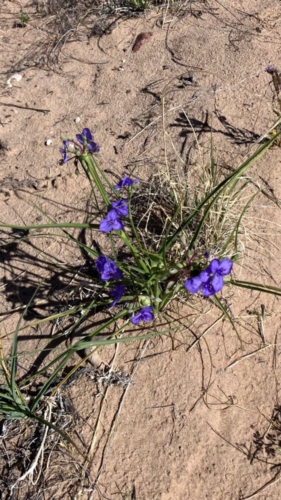 Teeny purple flowers in the desert. 