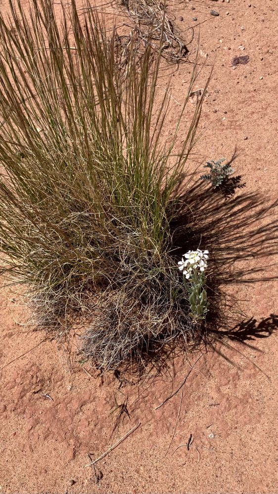 Little white flower in the desert. 