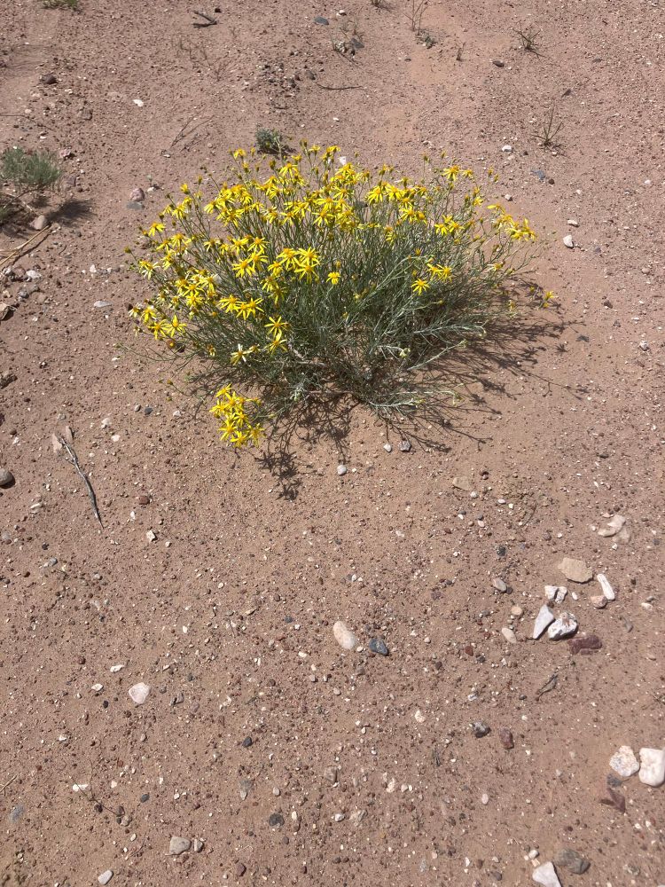 Little yellow flowers in the desert. 