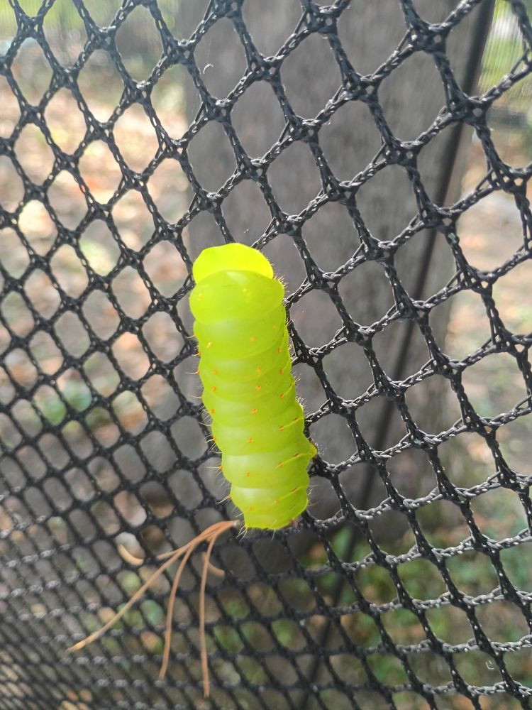A vibrant almost neon green caterpillar on mesh netting. It has tiny red spots with hairs. It is quite rotund. There's a blurry tree in the background. 