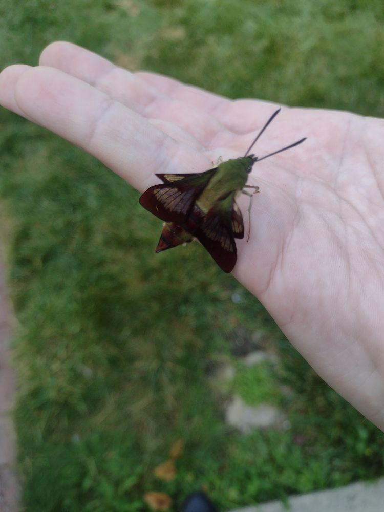 A hummingbird sphinx moth. It's got a green body and black wings that have transparent cutouts. It's resting on an upturned hand.