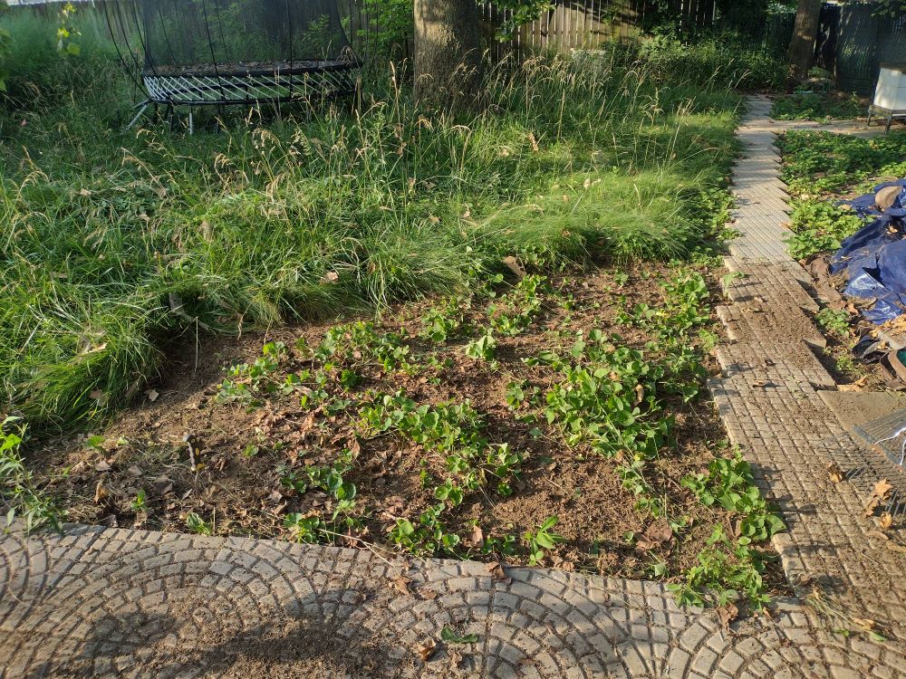 A picture of the back yard, framed by paving stone paths on two sides. There's a trampoline in the background. The grass in the area closest to the camera has been torn out, leaving behind native violets.