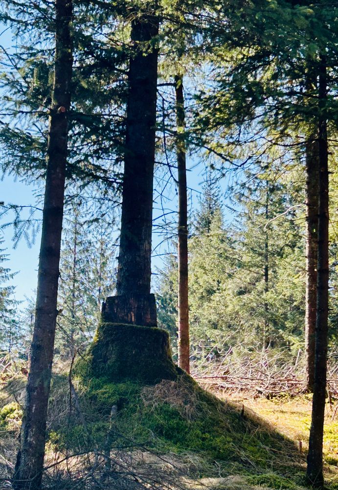 Blue sky above a tree stump chair in a dappled sunlight.