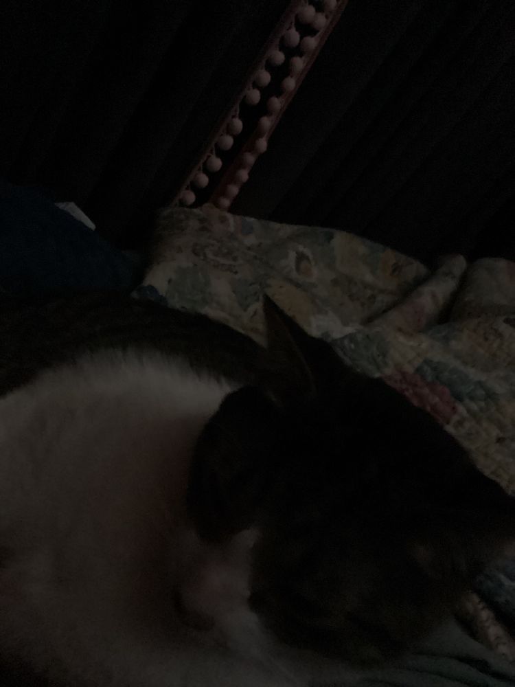 In a dimly lit room a grey and white tabby lies stretched out on a loud floral blanket. Brown lined curtains with pink pompoms are visible. 