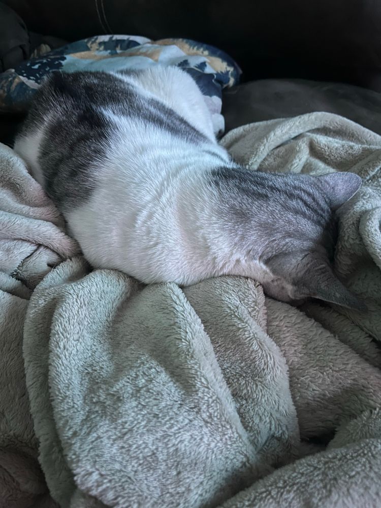 A white cat with light silver tabby patches lays face-down on a fuzzy blanket. 