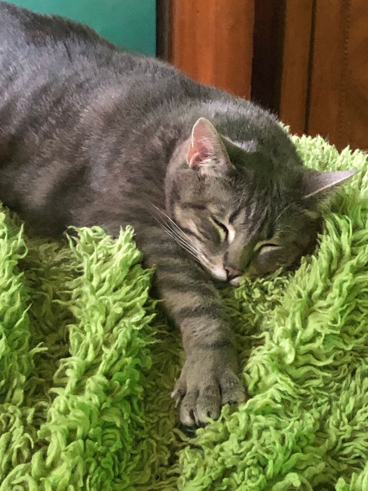 Sleeping gray tabby cat on a fuzzy green blanket