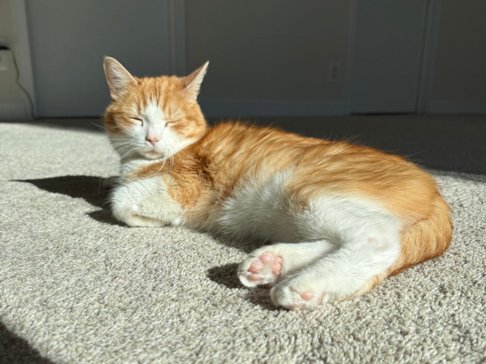 An orange and white tabby cat enjoys an early afternoon sunbeam on freshly-installed bedroom carpet. He is at peace 