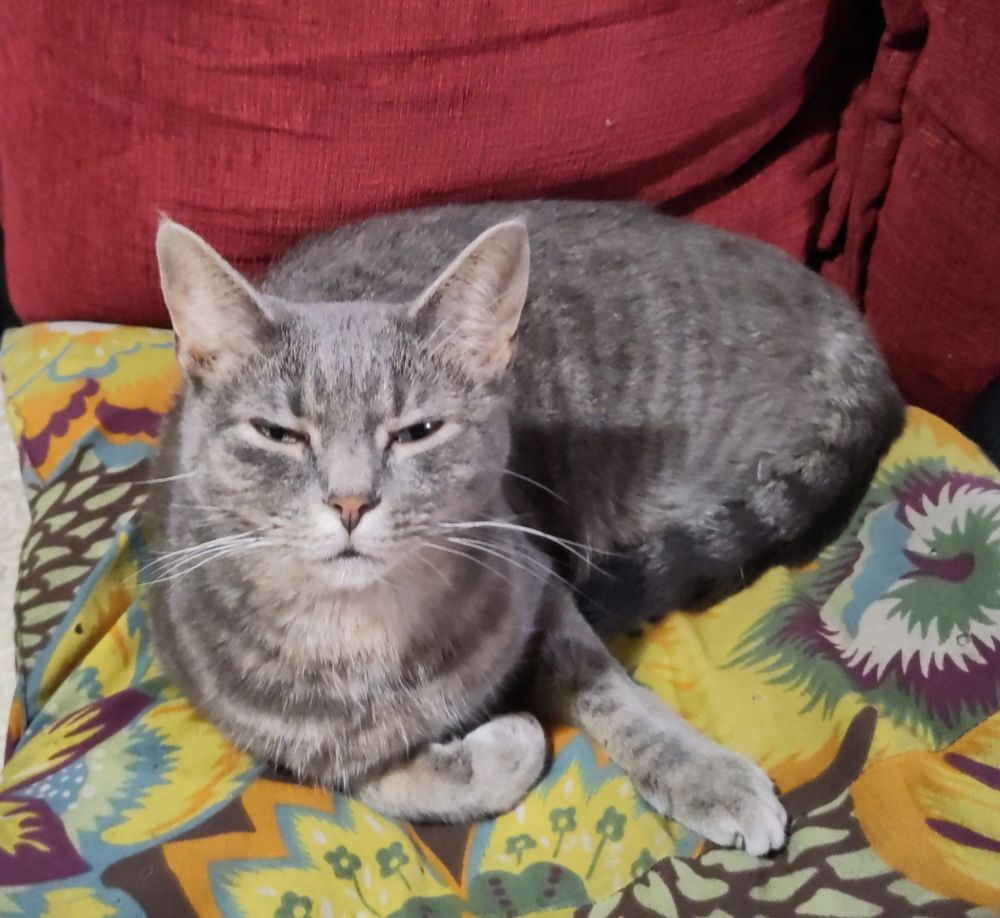 A striped grey cat squints at the camera.