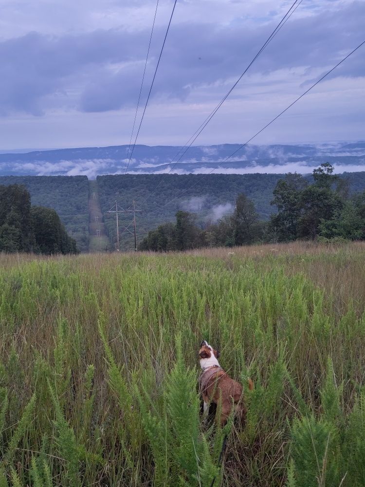 Brown dog facing away. A valley covered in trees and layers of fog below