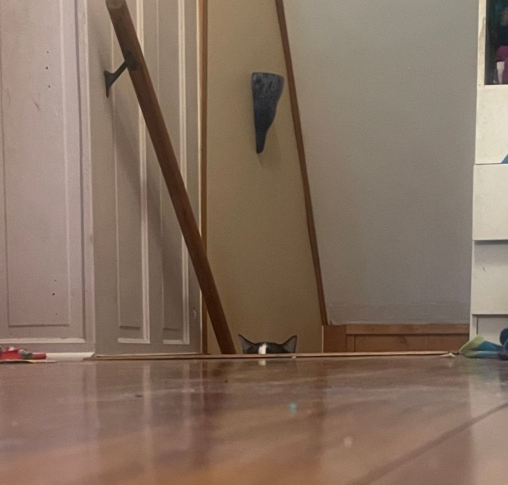 Detail of the previous photo, showing a cat’s ears sticking up from the stairwell. 