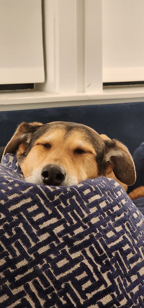 hound rests her head on a pillow