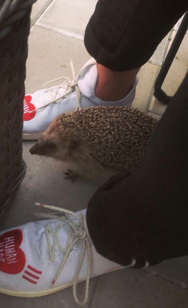 En nyfiken igelkott tittar fram mellan ett par sneakers och jeansvader på ett rätt suddigt foto, uppenbart taget i hast och dåligt ljus.