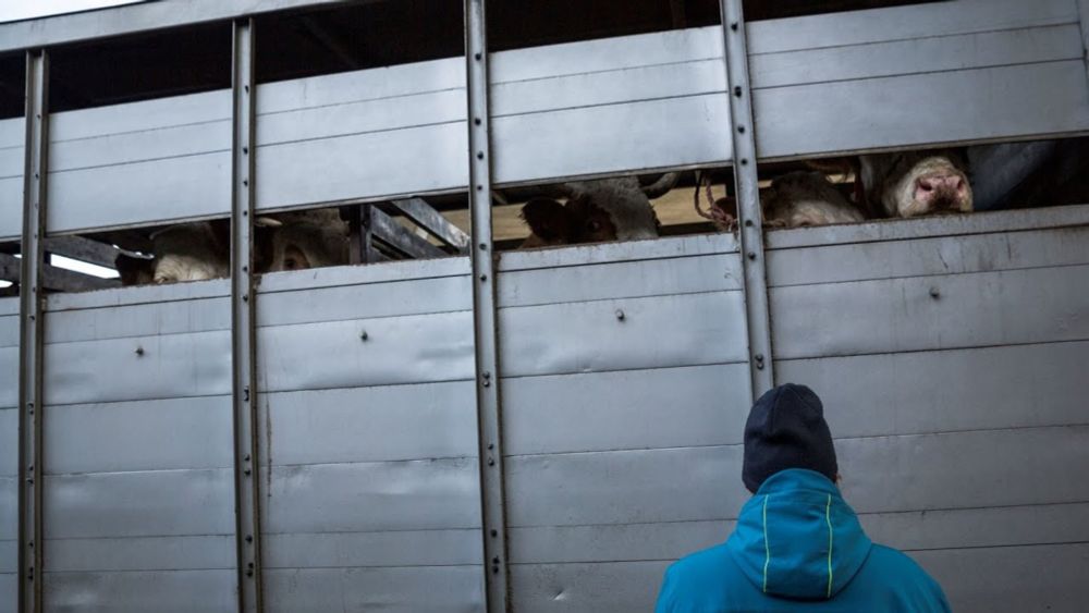 Trailer: Tierleid auf Rädern - Das grausame System der Lebendtiertransporte durch Europa