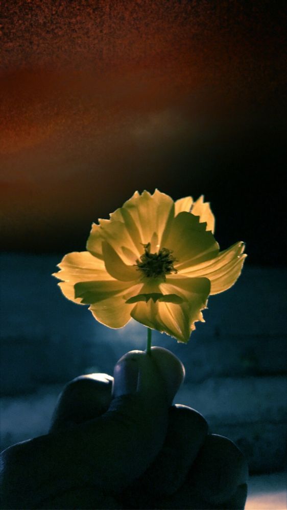 A flower at night 💡 