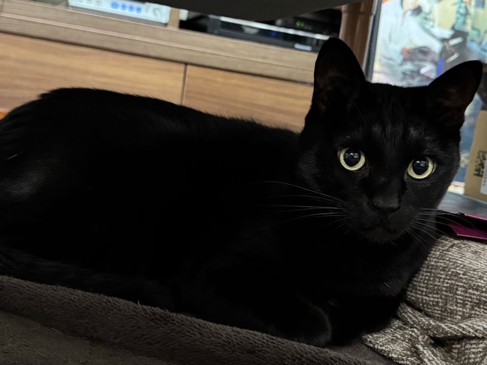 黒猫が香箱座りしてるのを横から撮影。ボディは長方形に見える。かおはカメラを向いてる。まん丸の黒い目玉とそれを囲った金色の白目、そして光に当たった黒い髭が輝いて見える。