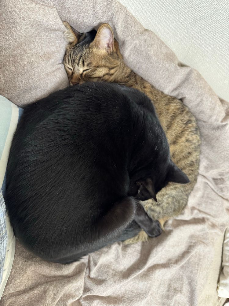 キジトラ猫の頭の方を覗き込んだら、かろうじて顔の上には乗ってなかった。