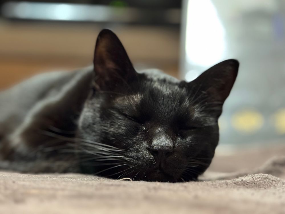 ホットカーペットに腹ばいになって、顎も付けて、目を閉じてる黒猫の顔