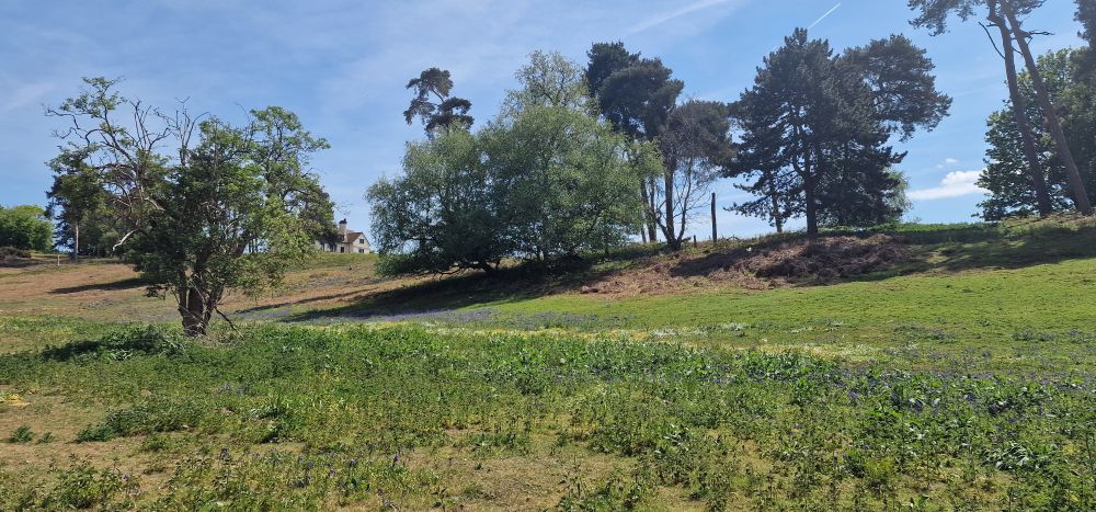 A green field with a lining of trees. 