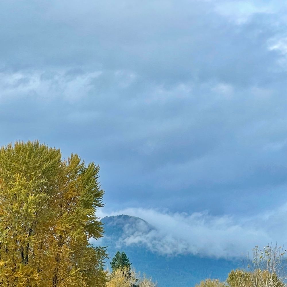 A tall broad green tree in the foreground left with a sinusoidal mountain behind it draped in clouds. Lead gray clouds tower above 