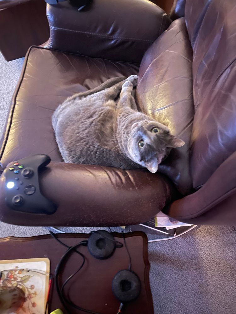A big gray cat who has stolen my seat looking upwards innocently 
