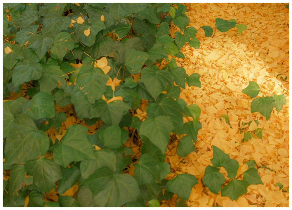 Green leafy plants on the left bordered by a thick carpet of fallen yellow ginkgo leaves covering the ground on the righ
