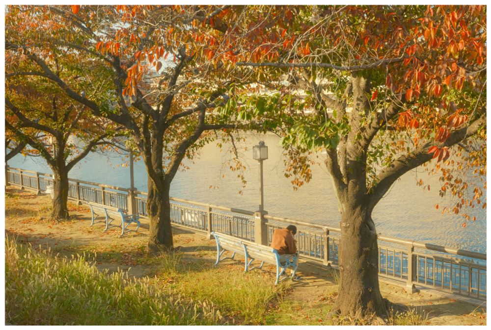 Wide view of a riverside promenade with several trees in warm autumn colours and a row of light blue benches. One person in a brown coat sits on a bench, surrounded by long grass and drifting leaves in the hazy sun.