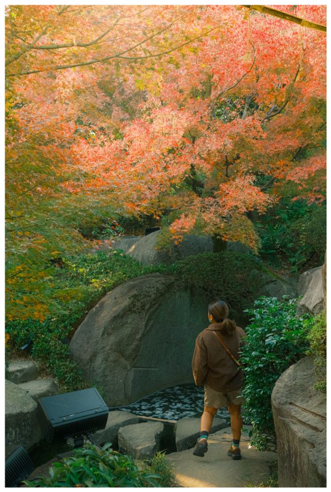Mein a brown jacket and shorts walks along a stone path in a lush Japanese-style garden, surrounded by green shrubs and large rocks under a bright canopy of orange and red autumn leaves
