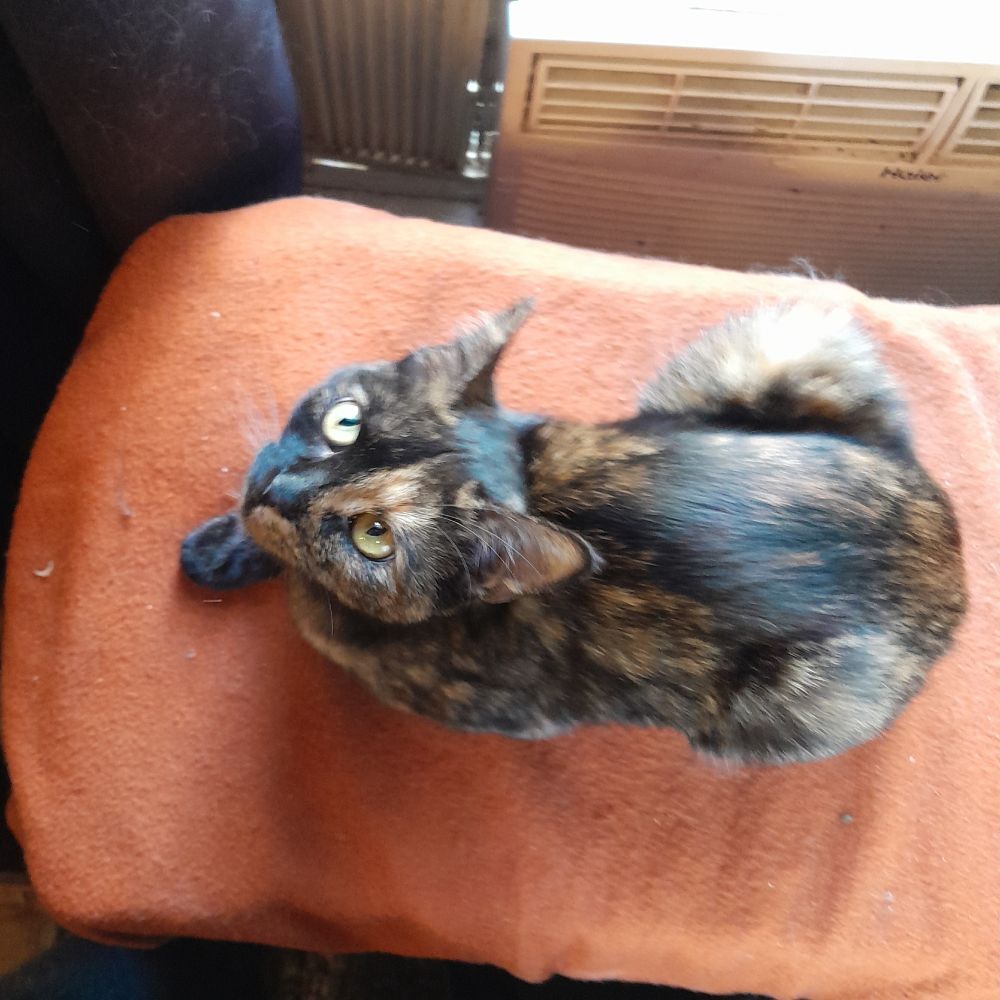 A photo of a black and orange dappled kitten sitting on an orange cushion by the window. She is looking up cross-eyed at the viewer.