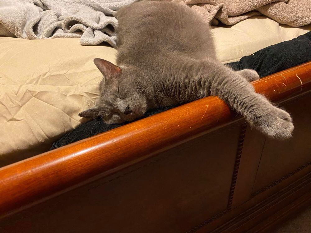 Grey cat on bed stretching out