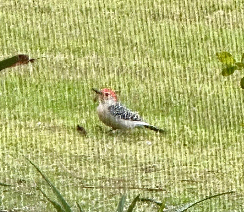 Red-bellied woodpecker 