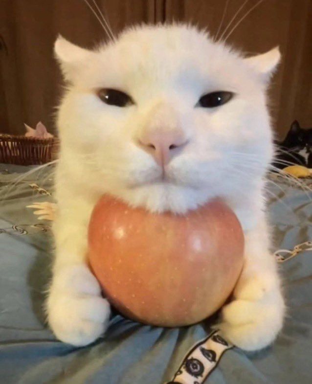 apple cat with the apple under its chin