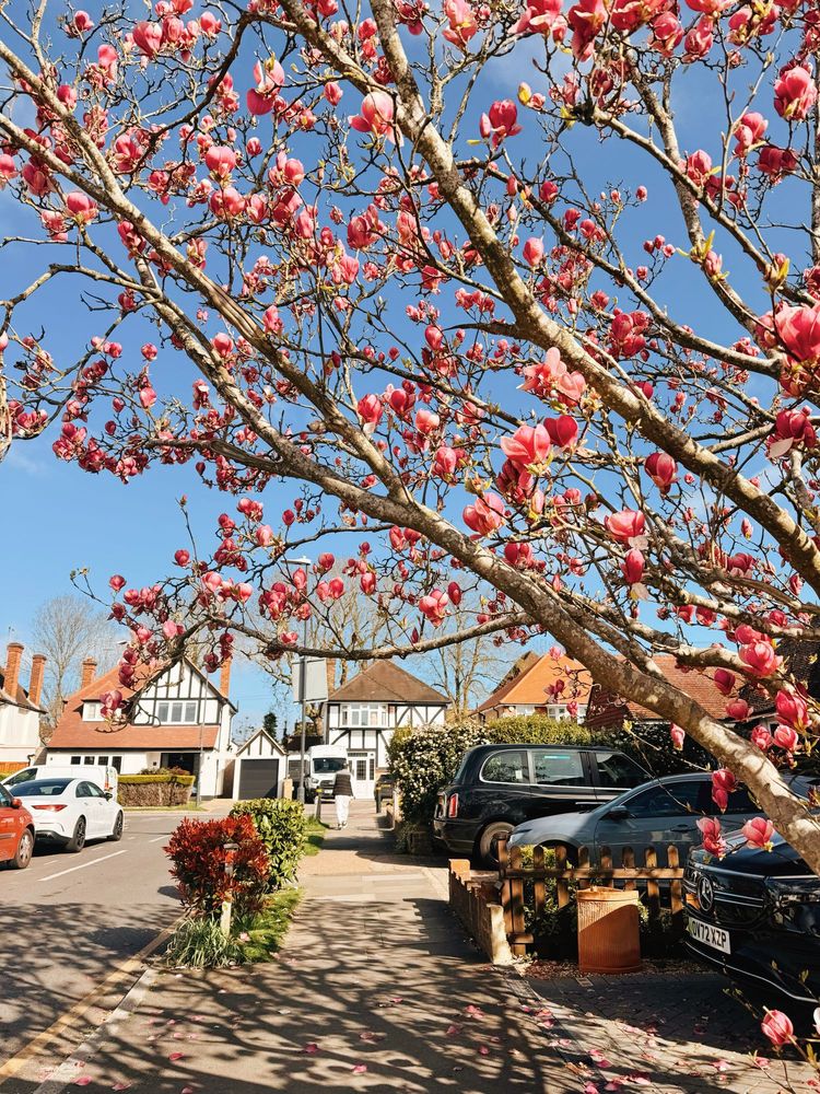 Pink flowers on tree with houses and blue skies in the background.