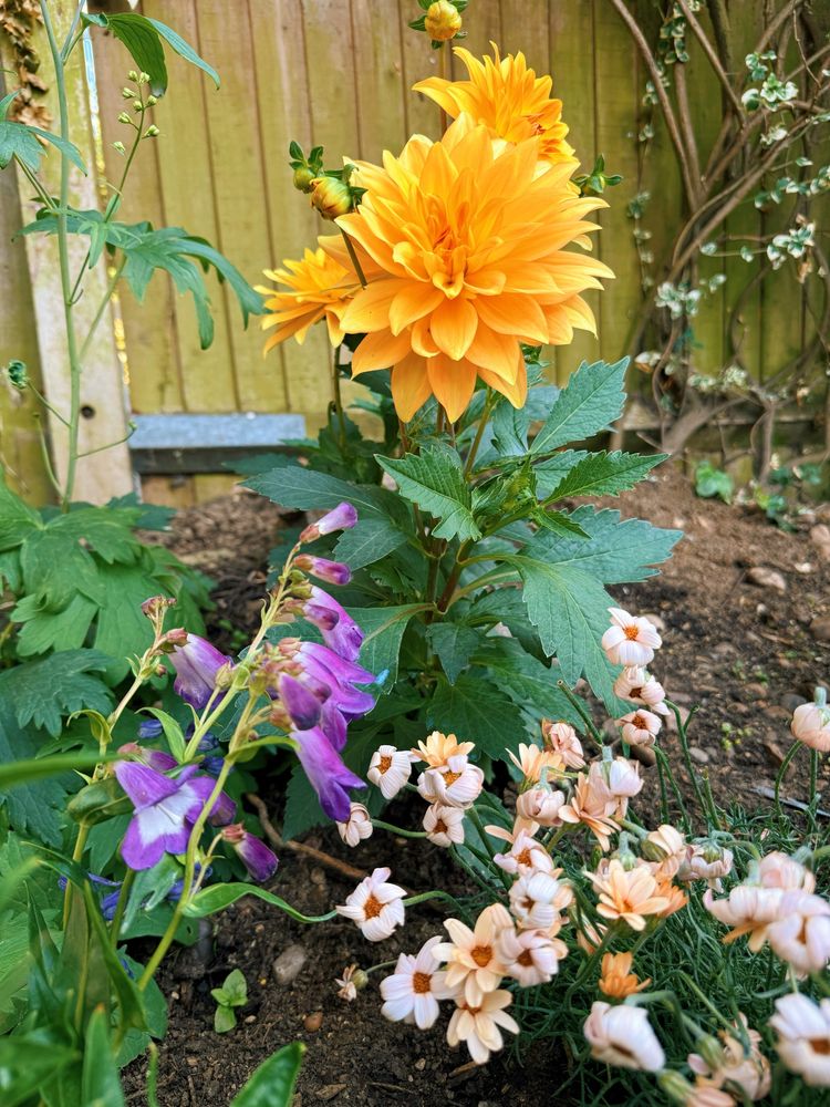 Yellow dahlias and small pink flowers