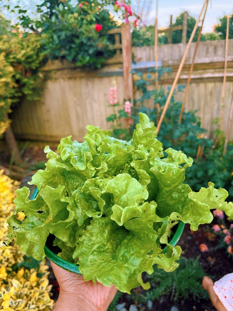 Green lettuce 