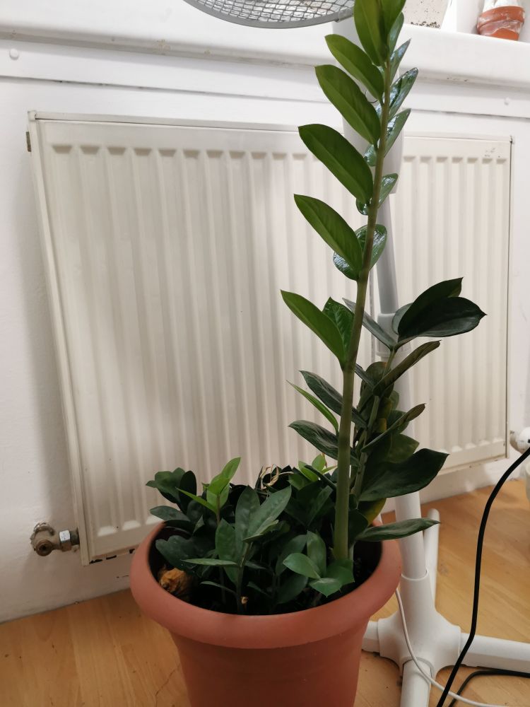 Photo of a very long ZZ plant in a big pot