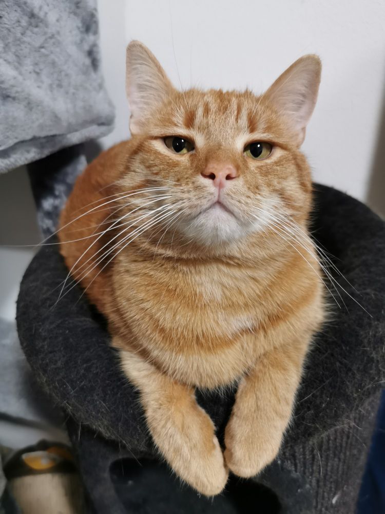 Mango, our orange cat, looking up at the camera with his paws hanging off the side of the cat tree