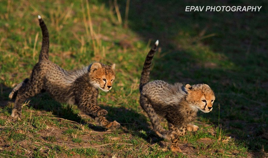 Young Cheetahs at play,looking awesomely cute! 
For Credit see top right of image.