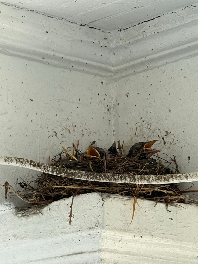 4 baby Robin birds. About 2 weeks old in a nest