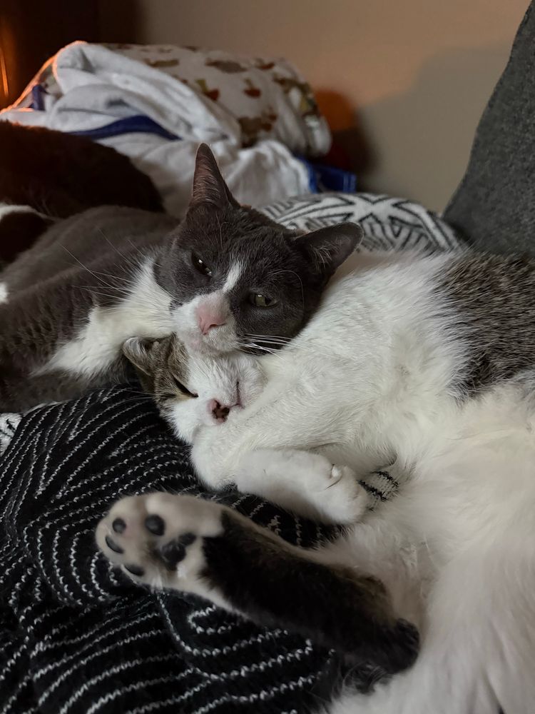 Cats