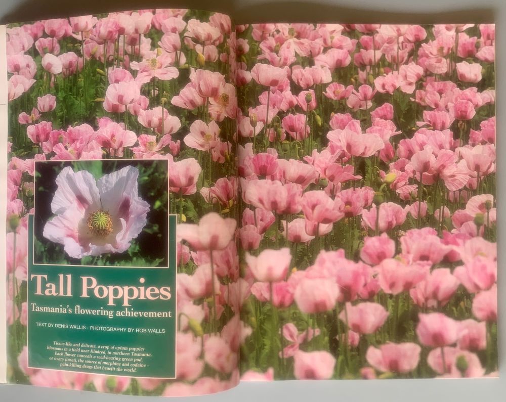 Double page introductory photo spread of magenta flowering opium poppies in 18 page story about opium poppy growing in Tasmania, published in Australia Geographic #34, April-June, 1994. Photos by Rob Walls